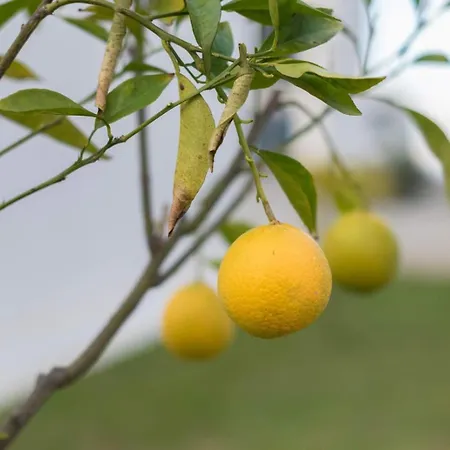 Venus And Aprilia - Luxury By The Coast Petrcane